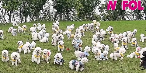 many white dogs are the same, so cute_🐕