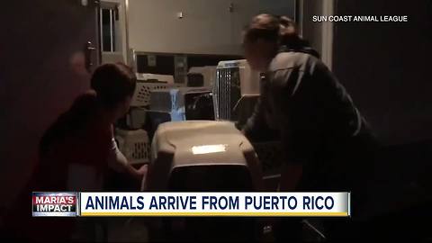 More than 100 pets rescued from Puerto Rico looking to be adopted in Tampa Bay