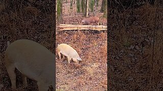 Pigs are just fun to watch @UncleTimsFarm #kärnəvór