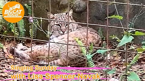 Singing Sunday with Lisa and Carole at Big Cat Rescue 01 22 2023. Singing to Lovey bobcat and Winter