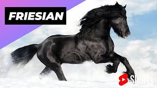 Friesian Horse 🐎 One Of The Most Beautiful Horses In The World #shorts #friesian #horse