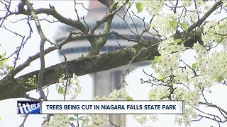 New York is cutting trees down at Niagara Falls