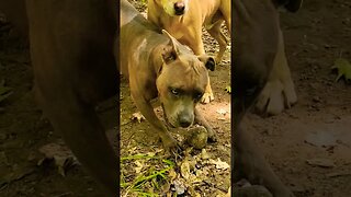 Bella showing her new rock #shorts #pitbulldog #dogs