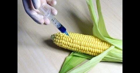 Will GMO Crops Save Us?