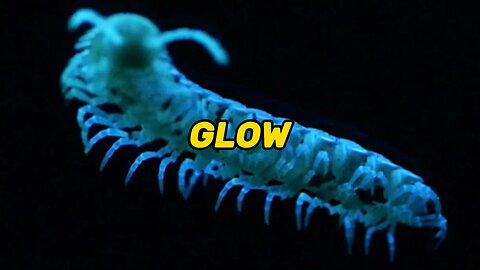 Bioluminescent Millipedes