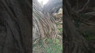 The Grandmother Tree, Te Puru