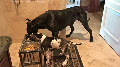 Great Dane & puppy eat from same dinner bowl