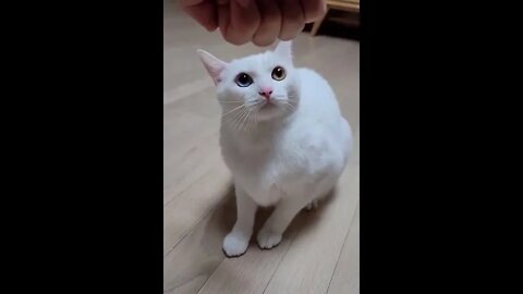Funniest Cat Ever - Try Not to Laugh - Best of Tiktok 2022 #14