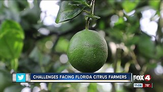 Florida citrus farmers facing challenges