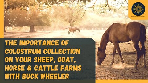 The importance of colostrum collection on your sheep, goat, horse & cattle farms with Buck Wheeler