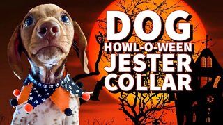 How to make a Dog Jester Collar for Halloween