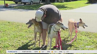 Retired greyhounds find new homes