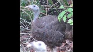 blue springs wildlife