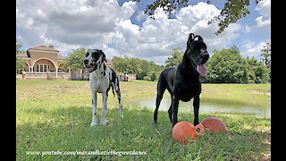 Happy Great Danes Love Playing And Posing With Jolly Balls