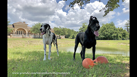 Happy Great Danes Love Playing And Posing With Jolly Balls