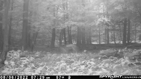 MYSTERIOUS TRAIL CAM PHOTO AT LAUREL MOUNTAIN SOMERSET COUNTY, PENNSYLVANIA