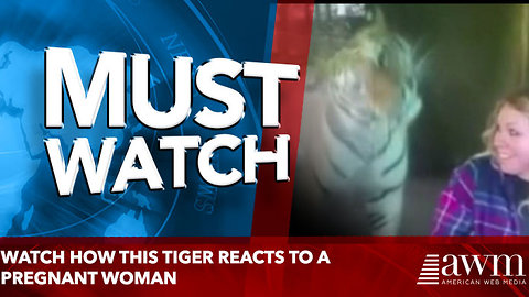 Watch How this Tiger Reacts to a Pregnant Woman