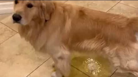 Cão com pânico da chuva faz xixi em casa