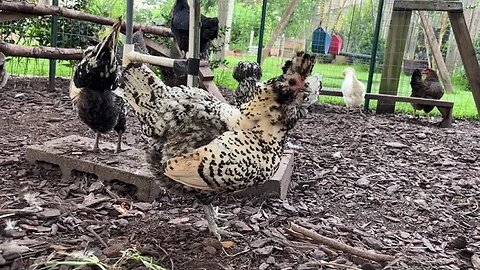 Preening Chicken...Peanut making herself Pretty :)