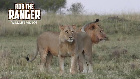 Lion Brothers Reunite | Maasai Mara Safari | Zebra Plains