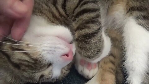 Adorable Cat Baby Sleeps with His Tongue Out