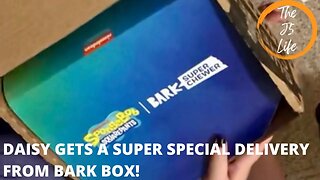 Daisy Gets A Super Special Delivery From Bark Box!