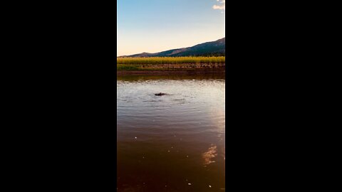 DACHSHUND DUCK 🦆 HUNTING - Peppa takes on LIVE goose in river