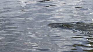 Cormorant diving for fish