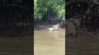 ngeriiii...ketemu buaya besar di sungai || panik gak panik#shorts #buaya #buayabesar