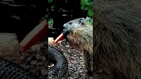 Ginger the Groundhog Destroys a Carrot #funnyanimals #nature #shorts