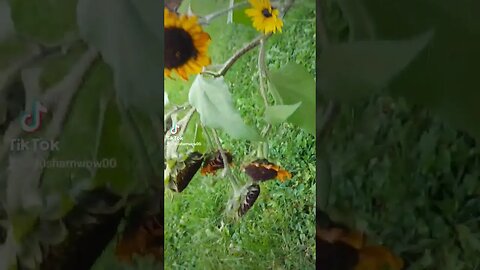 Sunflowers and Bees #nature #fall #seasons #bee #sunflower #dog #fun