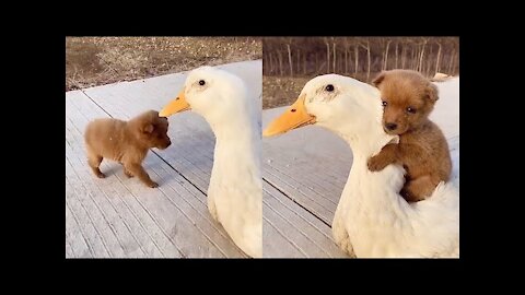 Adorable Puppy Loves Its Duck Friend