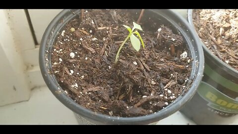 Seedling Updates for Spring Gardening and Starting More Seeds!