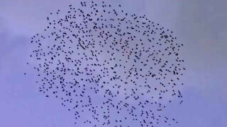 IECV NV #10 - 👀 Flock Of Starlings Flying In The Air 🐤🐤🐤 3-3-2014