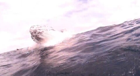 Awesome Humpback whale calf torpedo and breach