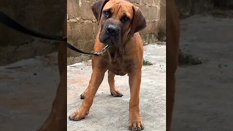 Boerboel Dog & sound Experiment #trending #dog #viral #doglover #shorts #boerboel #funnydogs