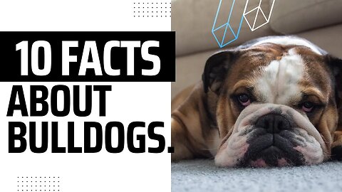 Nine interesting Facts about Bulldogs.