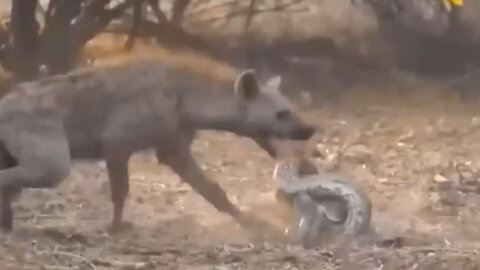 Too Foolish! Giant Python Suddenly Attack Hyena Giving Birth & The Savage Revenge Of Her Accomplices