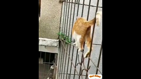 funny cats🤣🤣 interesting video