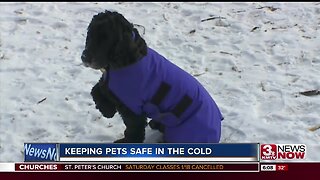 Keeping Pets Safe in the Cold