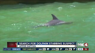 Dolphin found stabbed to death