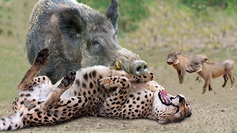 Mother Warthog Risked His Life To Take Down Leopard To Rescue Her Baby - Wild Dogs vs Buffalo