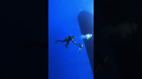 Scuba diver has close encounter with ocean's top predator