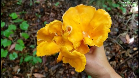 Foraging big chanterelles in Georgia