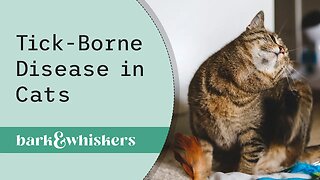 Tick-Borne Disease in Cats