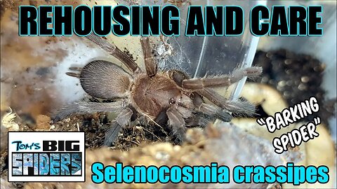 Selenocosmia crassipes Eunice "Barking Spider" Rehouse and Care