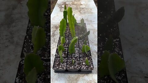 PROPAGATING DRAGON FRUIT!!