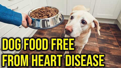 10 Dog foods Free From Canine Heart Disease