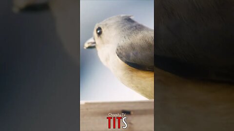 😃😄 #TITS - Feathered Joy: Tufted Titmouse's Tasty Bite in Pennsylvania's Haven