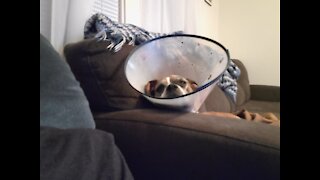 Cone life with a boxer dog